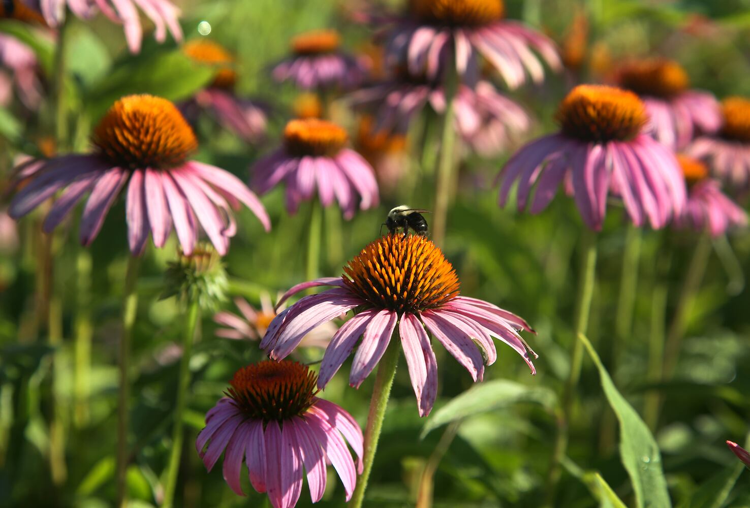 PHOTOS: Huffman Prairie State Natural Landmark is a ‘palette of many colors’