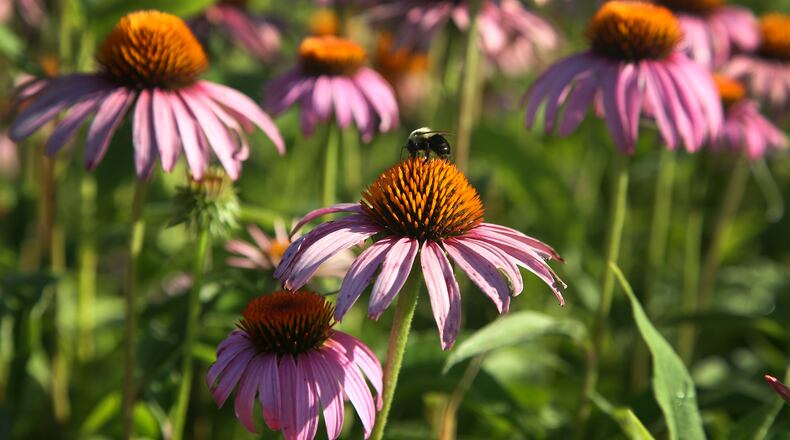 The Huffman Prairie State Natural Landmark is in full bloom. At 112-acres it is one of the largest prairie remnants in Ohio. The prairie is cared for by Five Rivers MetroParks and Wright-Patterson Air Force Base. It is located adjacent to the field where the Wright brothers tested their planes. LISA POWELL / STAFF