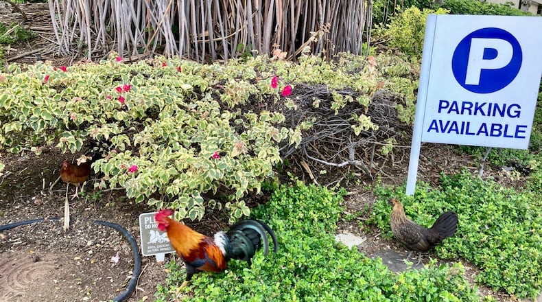 Feral chickens wander around near downtown Honolulu on April 19, 2023. (AP Photo/Jennifer Sinco Kelleher)