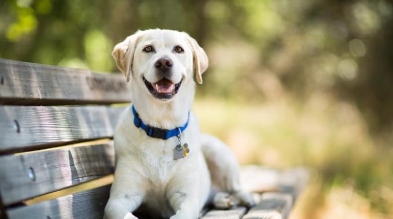 Ohio Rep. Jeff Rezabek wants to make the Labrador Retriever the official dog of Ohio.