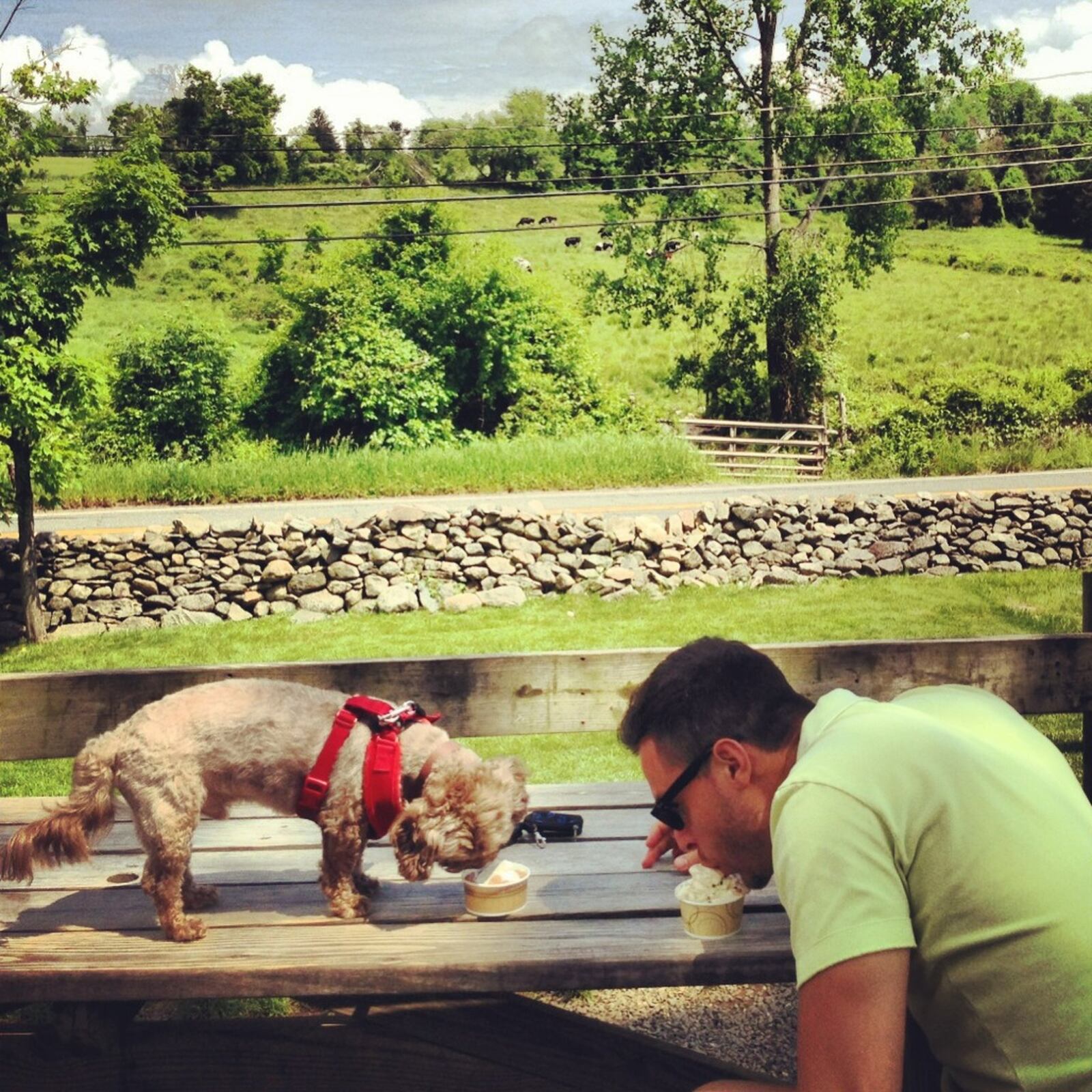 Accompanying playwright Eric Ulloa to Newtown was his dog, Bastian. Here, the two enjoy a treat at The Creamery in the small New England town. SUBMITTED PHOTO