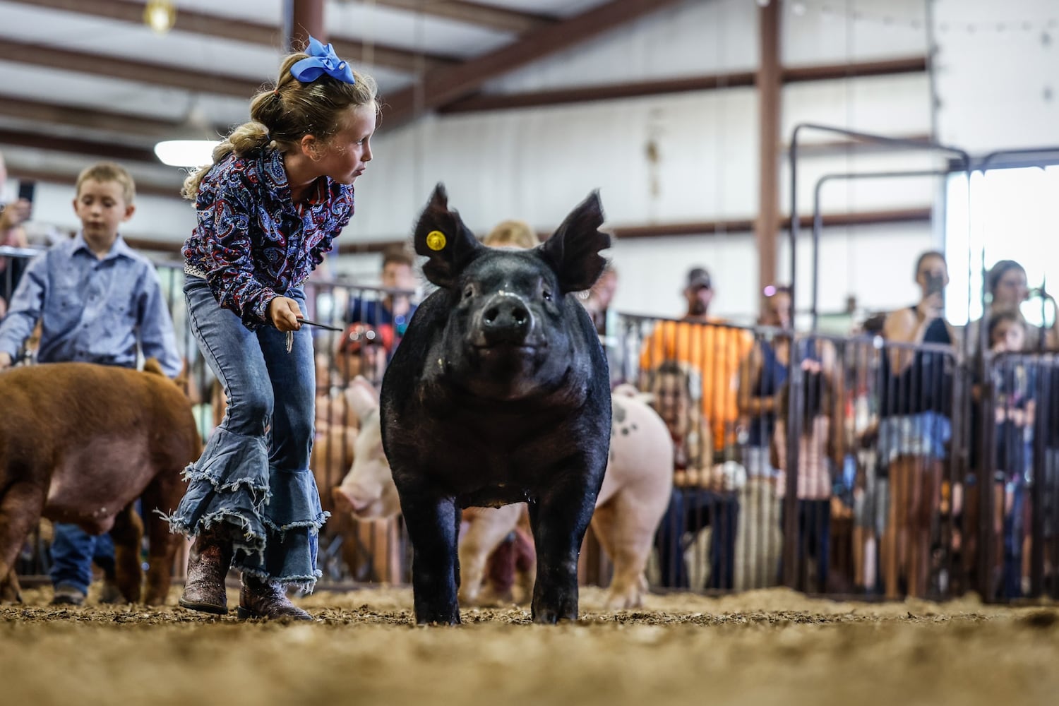 Greene County Fair Pee Wee Swine Showmanship