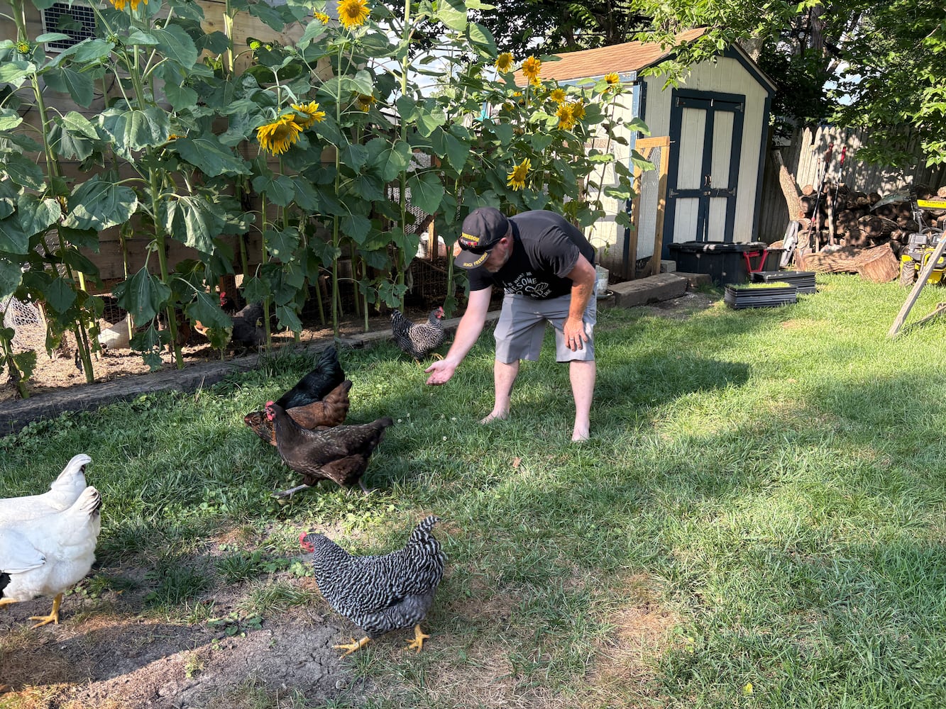 Todd Combs chickens in Kettering