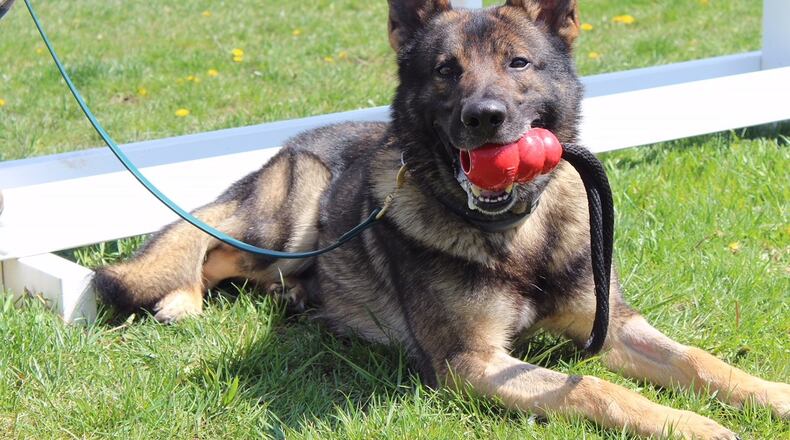 Military working dog Sonny takes a moment to relax and enjoy his favorite Kong toy. All the military working dogs at the 88th Security Forces Squadron, Wright-Patterson Air Force Base, are trained in both patrol and detection. They are capable of detecting explosives and narcotics as well as locate a person, whether it is to find a suspect or a missing person. (U.S. Air Force photo/Stacey Geiger)