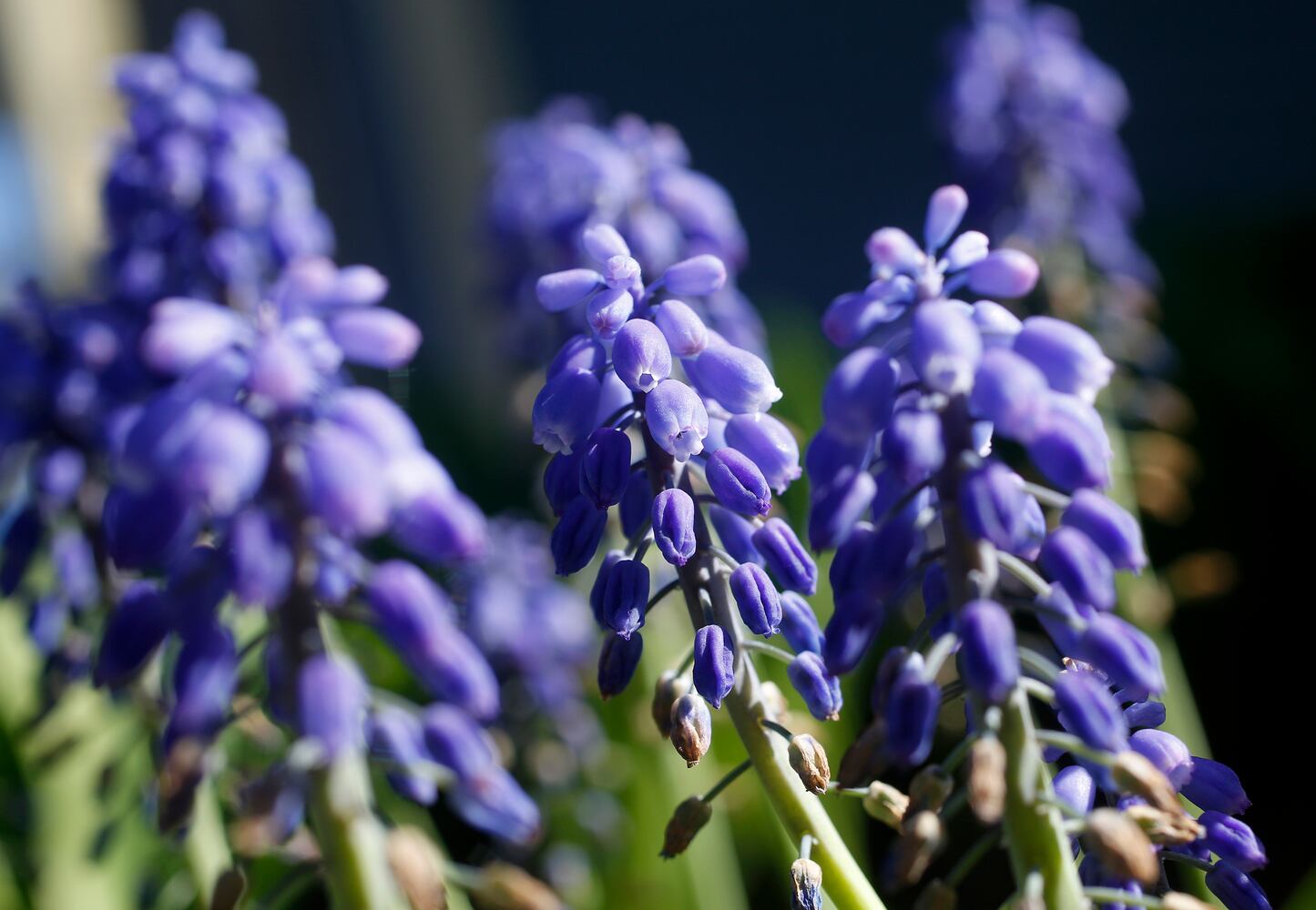 Spring flowers