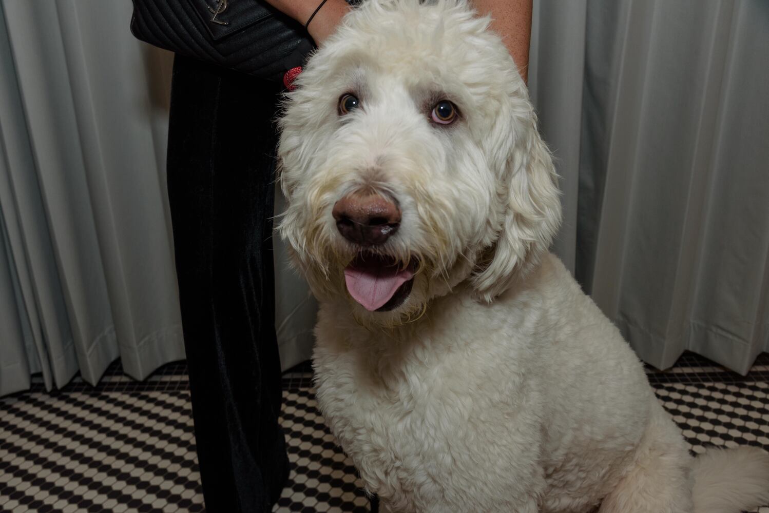 PHOTOS: Did we spot you at the Pet Afflaire Gala at the Dayton Arcade?