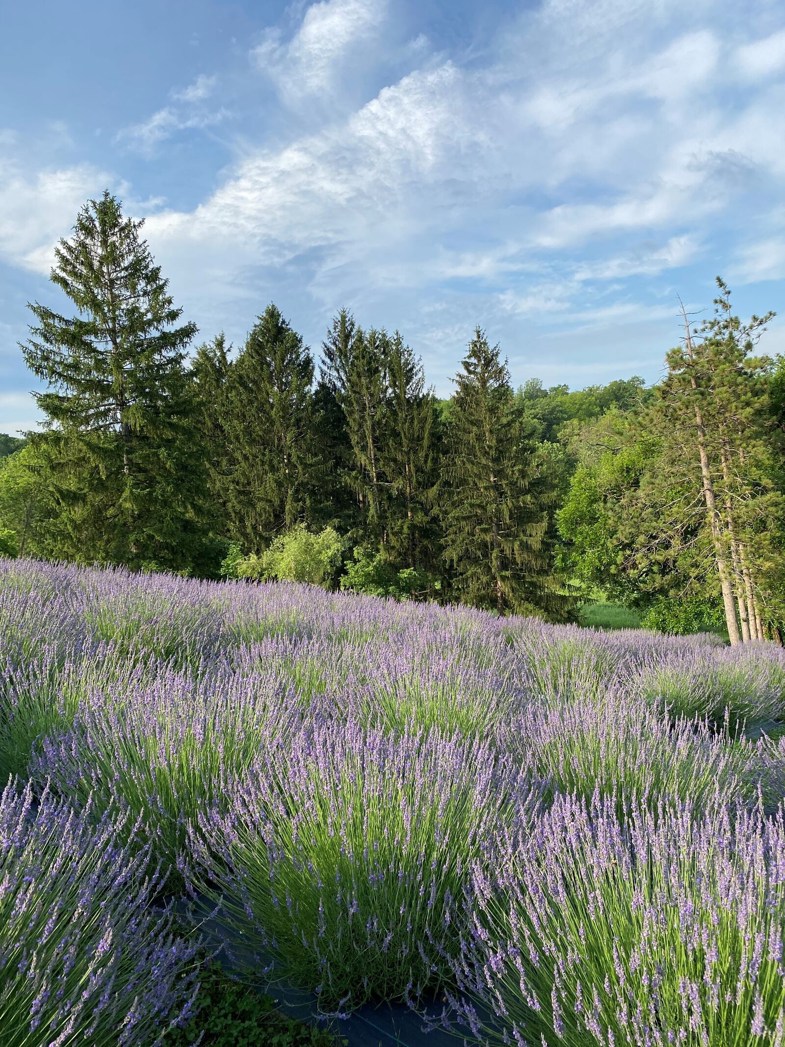 Cedar Ridge Trails, located at 5388 Medlar Road in Miamisburg, offers u-pick lavender and wildflowers, as well as art and wellness events through early October (CONTRIBUTED PHOTO).