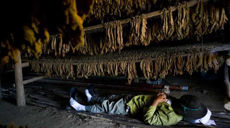 A worker takes a break under drying tobacco leaves at the Montesino tobacco farm in the province of Pinar del Rio, Cuba. The Montesino farm has been in the same family for three generations and is one of the most renowned Cuban tobacco producers. (AP Photo/Ramon Espinosa)
