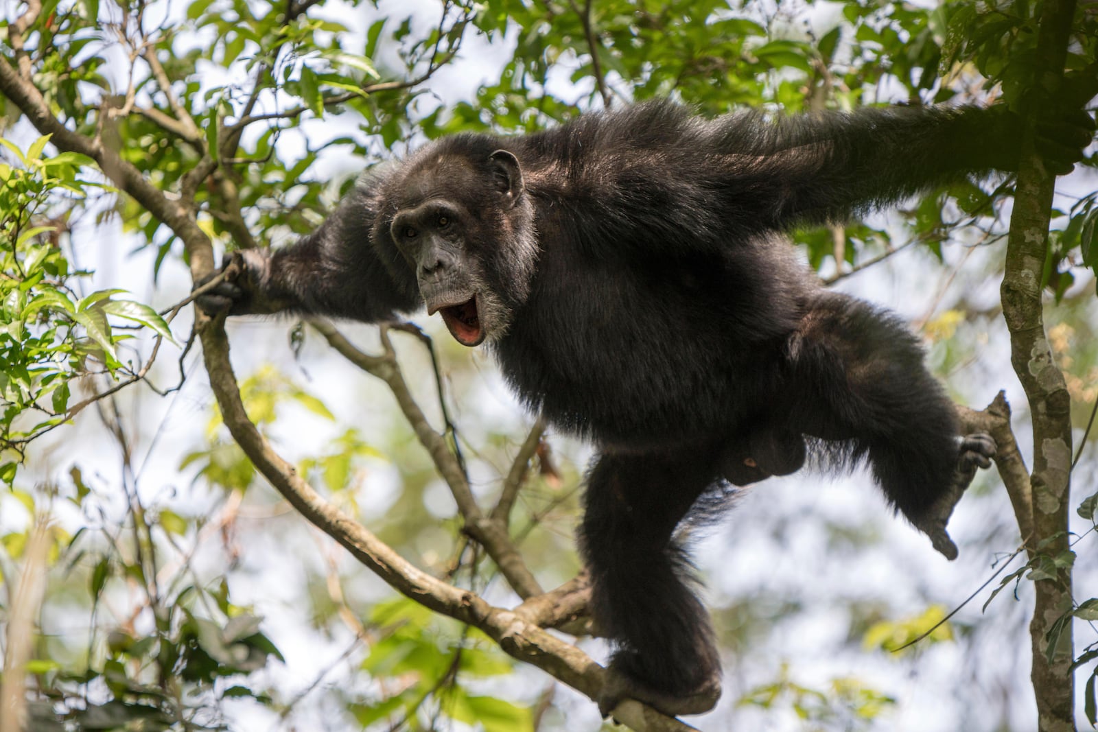 In this photo provided by researchers, a wild adult male chimpanzee makes a pant-hoot call while rocking and stomping on a tree as part of a dominance display in the Budongo Forest of Uganda in Februay 2019. (Adrian Soldati via AP)