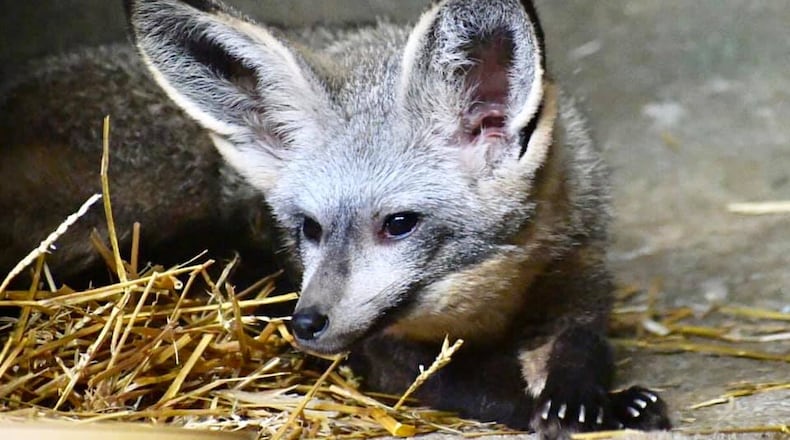 Denise, the Boonshoft Museum of Discovery’s newly named bat-eared fox. RUSSELL HARVEN/CONTRIBUTED