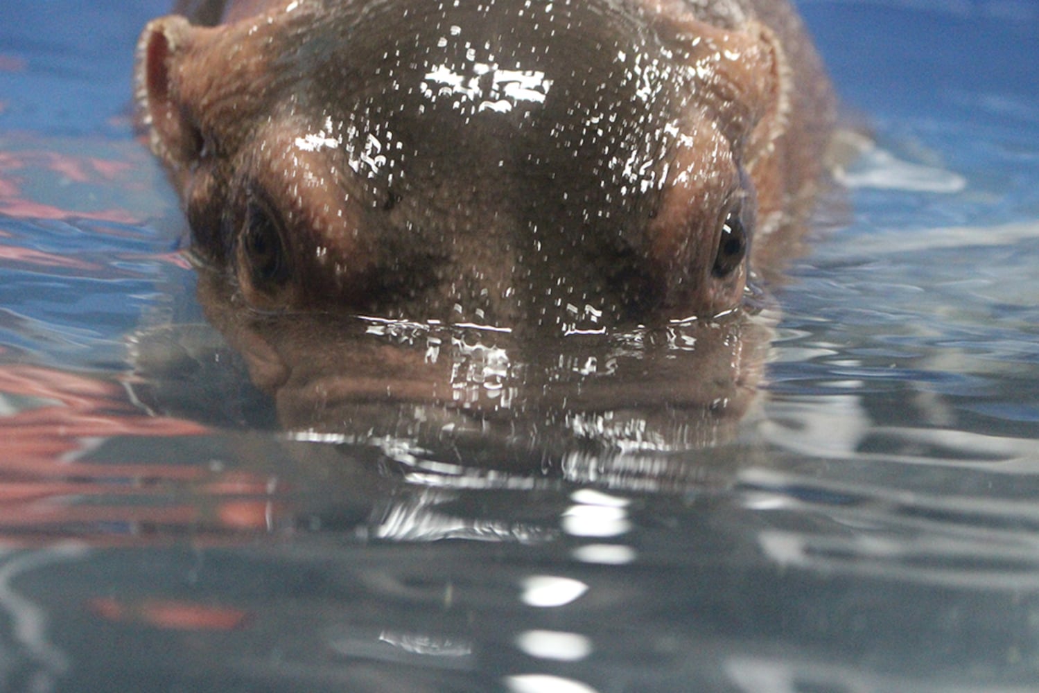 Cincinnati Zoo baby hippo update: Fiona has been taken off oxygen