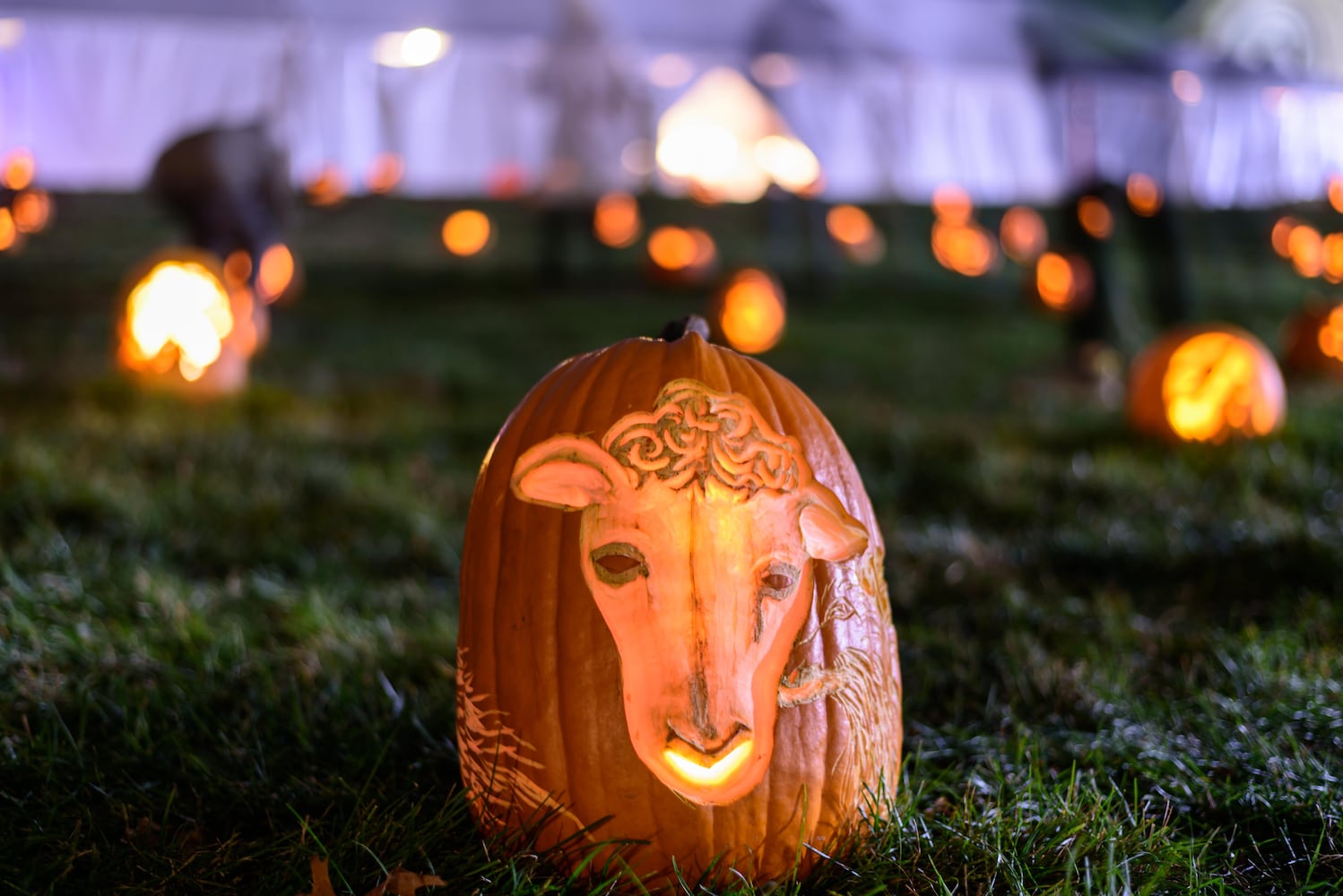 PHOTOS: 2025 Stoddard Avenue Pumpkin Glow