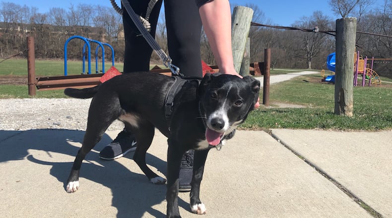 Rainier goes for a walk at Cleveland Park. Cleveland Park may be connected to Highland Park via a designated dog walking trail. CORNELIUS FROLIK / STAFF