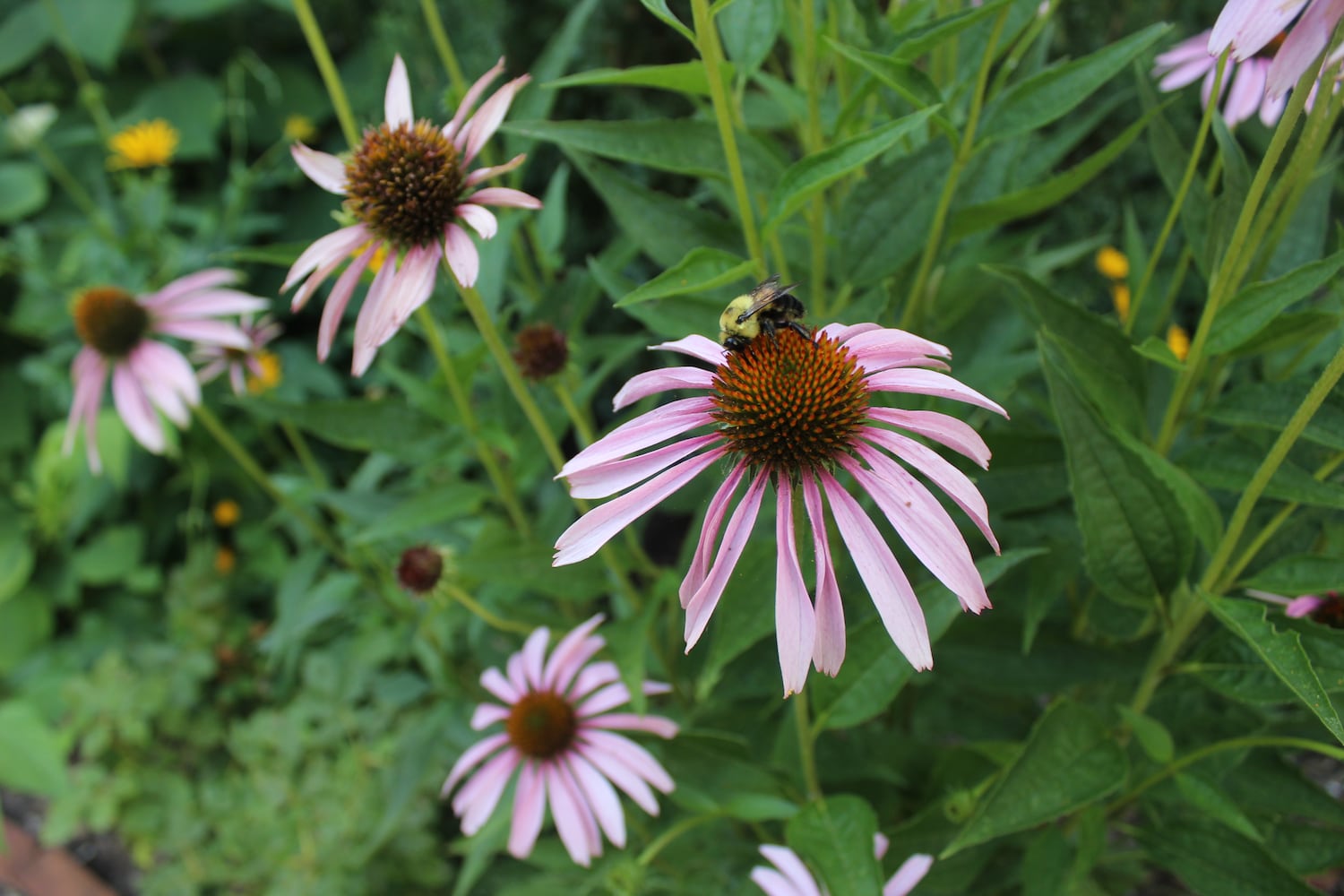 Tobin Denney's spectacular, not so secret St. Anne's garden