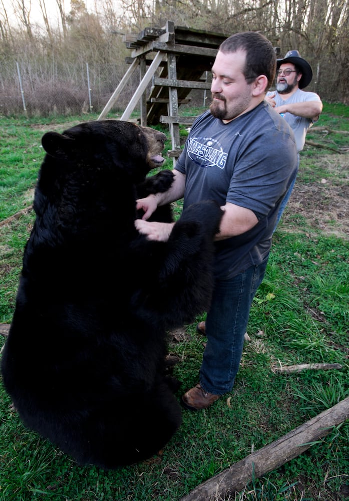 Buddy the bear