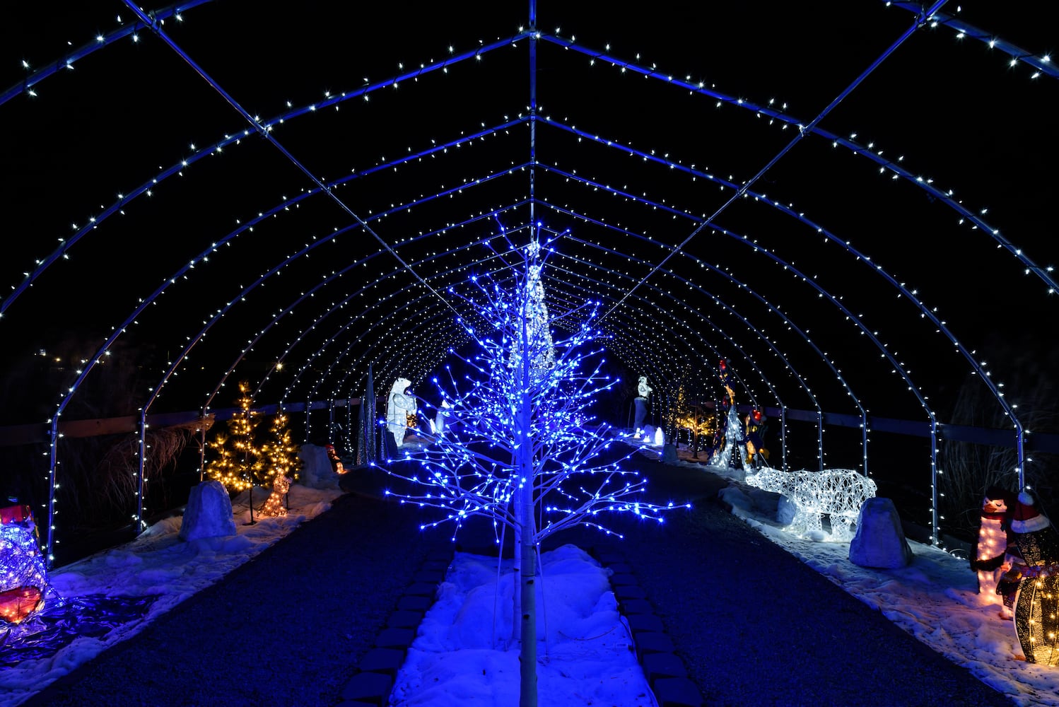PHOTOS: Christmas Light Spectacular at Cedar Springs Pavilion