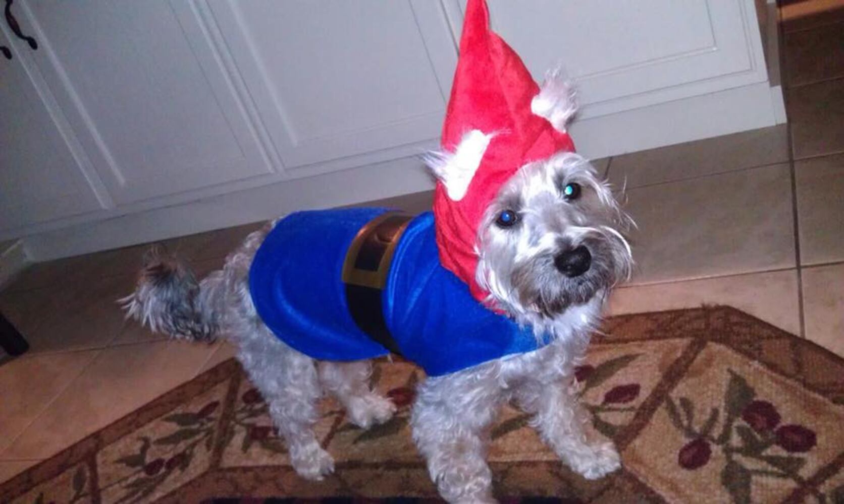 PHOTOS: Local pets ready for Halloween
