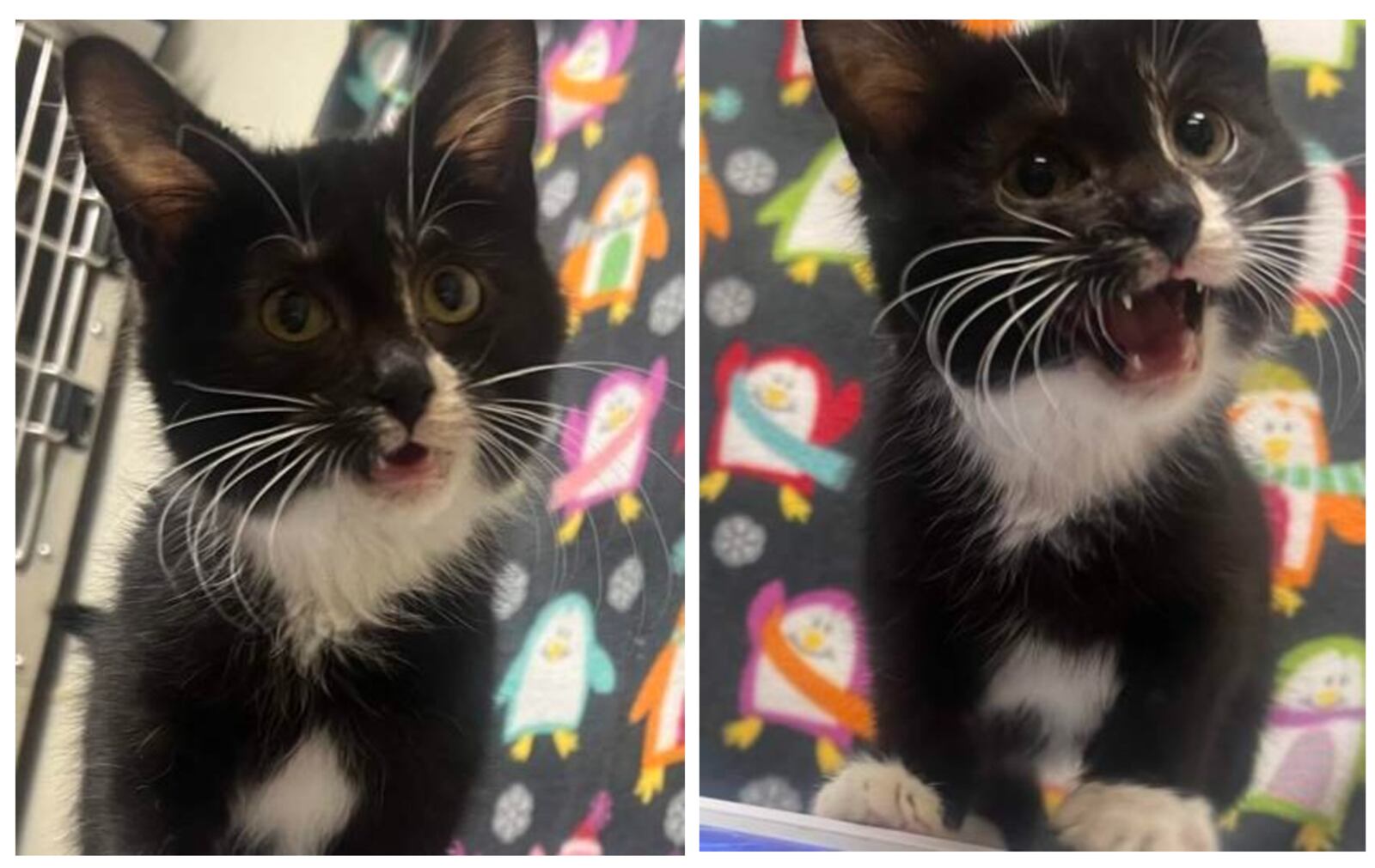 Animal Friends Humane Society on Princeton Road in Hamilton seeks the public's help finding kitten stolen on Thursday, Jan. 16, 2025. The person who allegedly stole the kitten is in custody, but the kitten, which requires medical attention, is still missing. PROVIDED