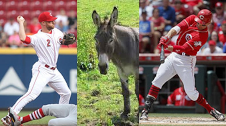 Cincinnati Reds shortstop Zack Cozart will get a donkey from teammate Joey Votto if he makes the 2017 National League All-Star team.