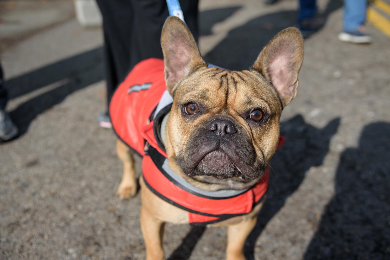 PHOTOS: Did we spot you at the Christmas in Historic Springboro Festival?
