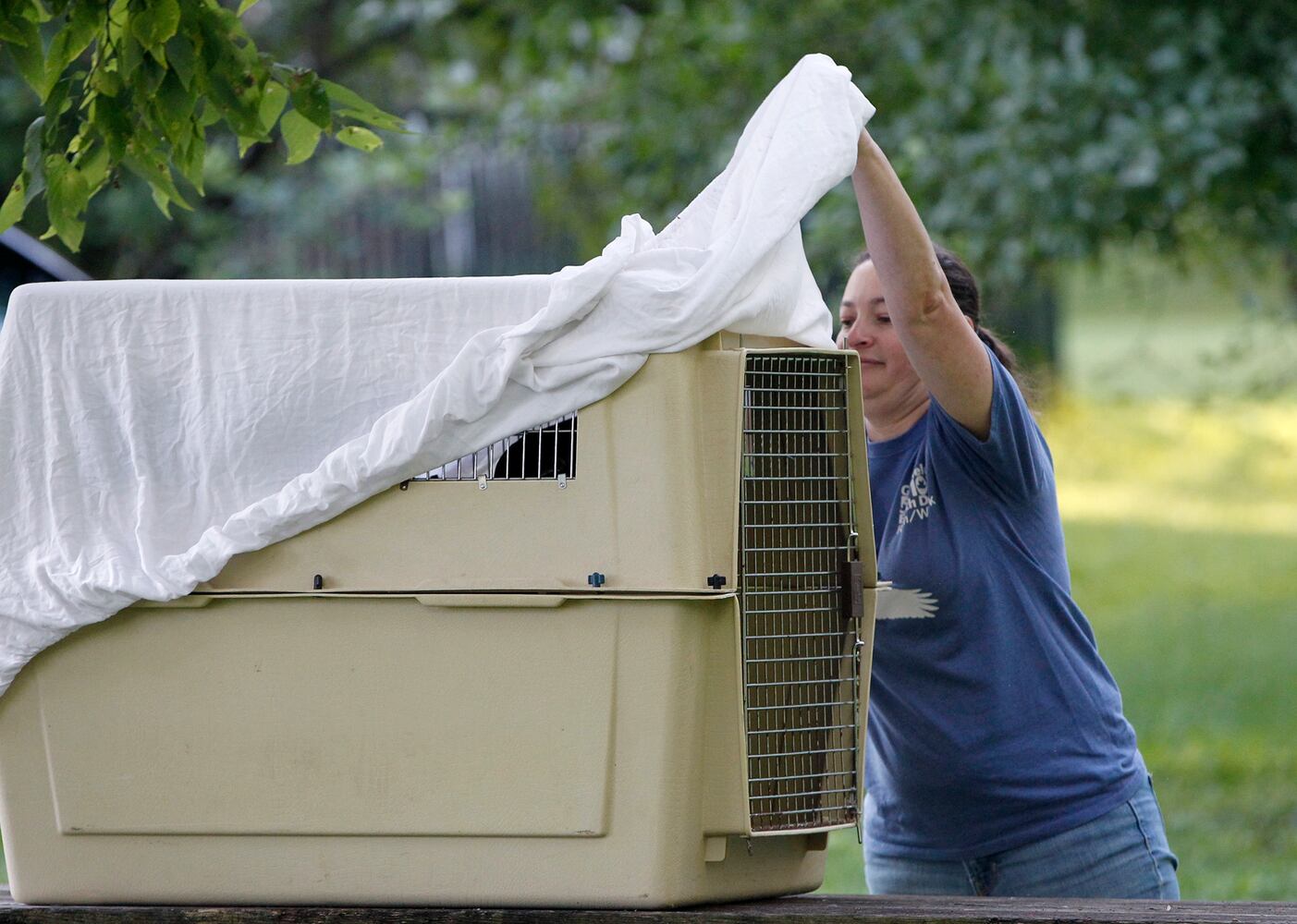 PHOTOS: Prairie, the juvenile bald eagle, is released back into Carillon Historical Park