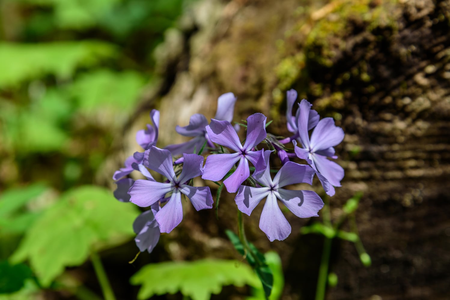 PHOTOS: Gorgeous Aullwood Garden is in full bloom