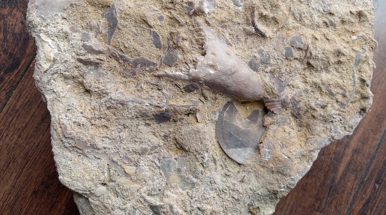 Fossils of a horn coral and brachiopods from the Ordivician or Silurian period in a slab of rock. iSTOCK/COX