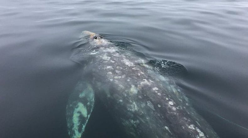 A gray whale caught in an abandoned fishing net off the coast of Washington on Friday was freed. (Washington State Department of Natural Resources/Washington State Department of Natural Resources)