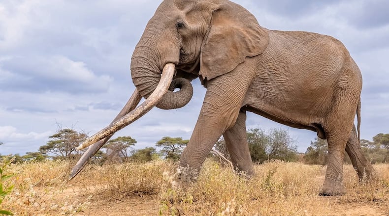 This undated photo shows Craig, the iconic elephant with super tusks, died from natural causes on Saturday, Jan. 3, 2026 in Amboseli National Park, Kenya. (Kenya Wildlife Service via AP)