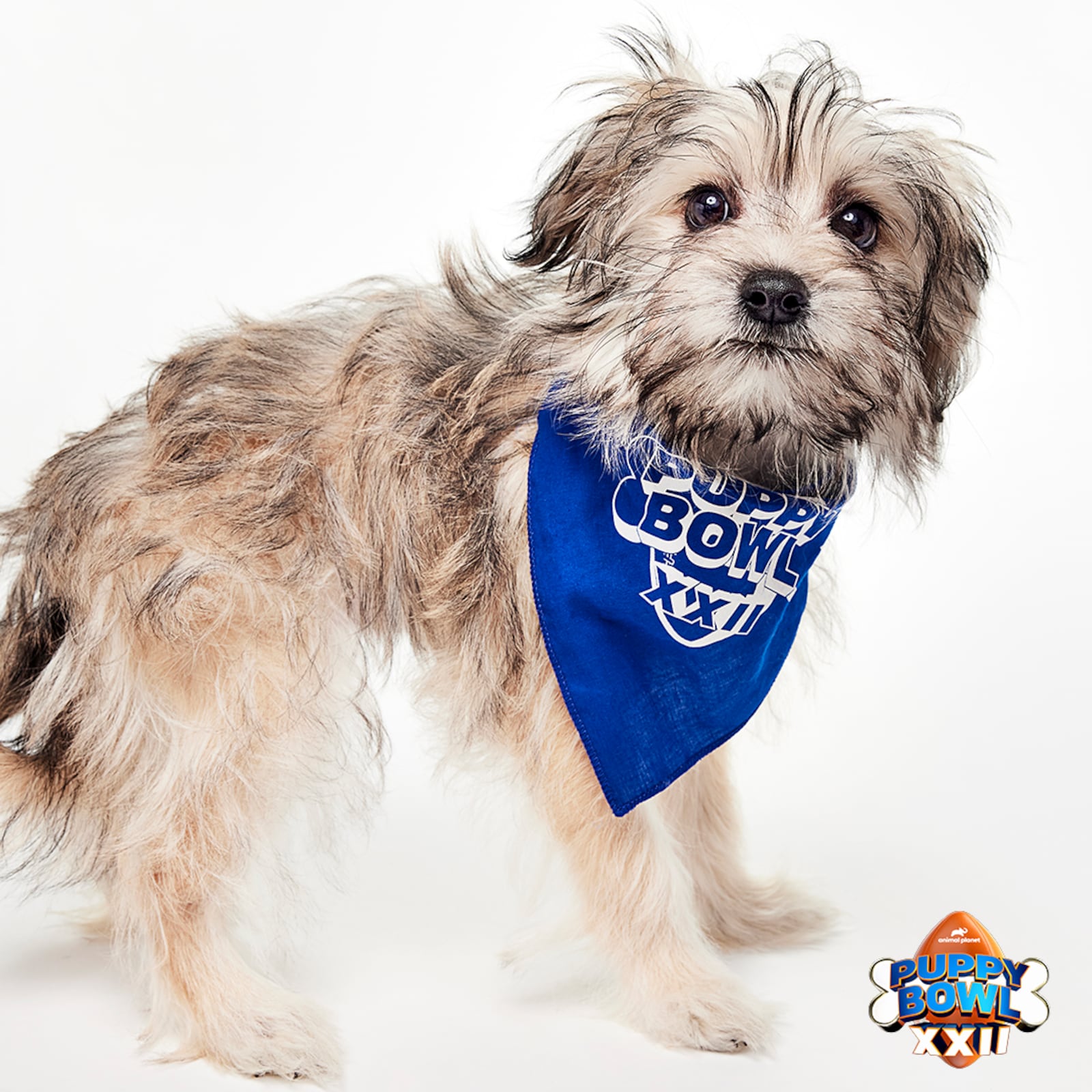 Summer, one of two terrier puppies from the Humane Society of Greater Dayton to play in the 2026 Puppy Bowl. PROVIDED