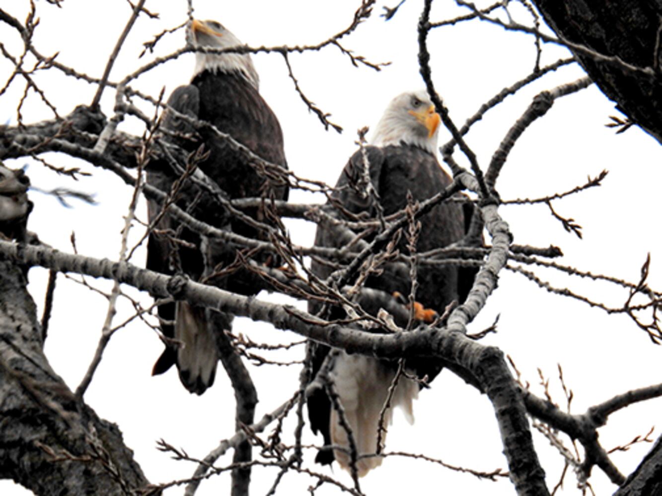 Carillon Park bald eagles