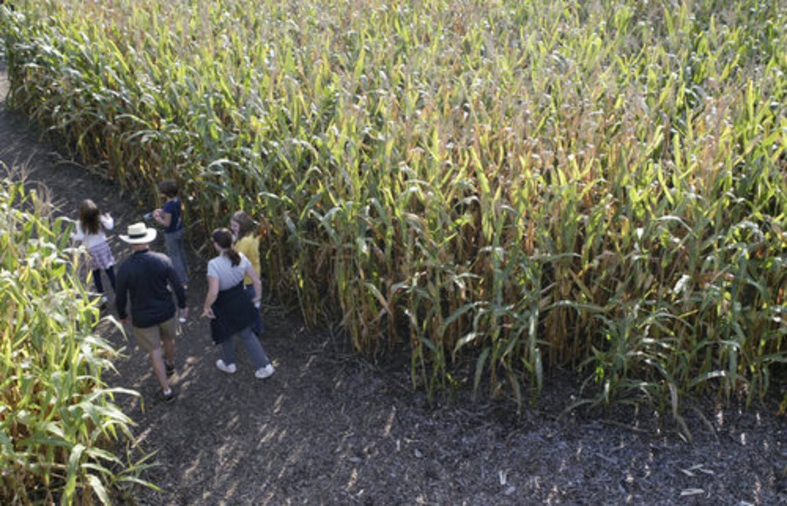 Adventure Acres Corn Maze