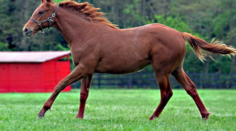 TAIBA 1 – Taiba, the lightly-raced chestnut colt trying to make history at Saturday’s Kentucky Derby, runs as a yearling on the Warren County horse farm of Bruce and Mary Ryan. They owned Taiba’s mother, the dam Needmore Flattrery, who twice was named Ohio’s Horse of the Year. They bred her to Gun Runner, the 2017 American Horse of the Year who retired with nearly $16 million in earnings. Taiba was foaled April 3, 2019 in Kentucky, then returned with Needmore Flattery to Ohio, where lived a year until he was sold in Fasig-Tipton Sale Kentucky sale and then later resold for $1.7 million to Amr Zedan. Taiba is trying to become the first Derby winner since Leonatus in 1883 to have just two previous career starts John Engelhardt/CONTRIBUTED