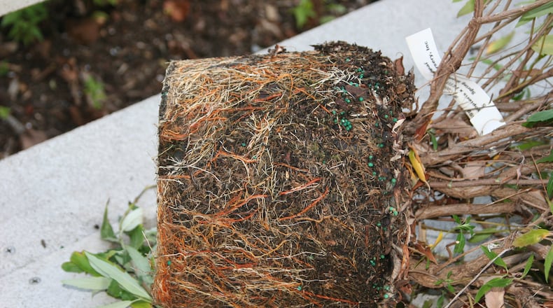 Keep watering your new plant until the ground freezes to keep the root system healthy. CONTRIBUTED