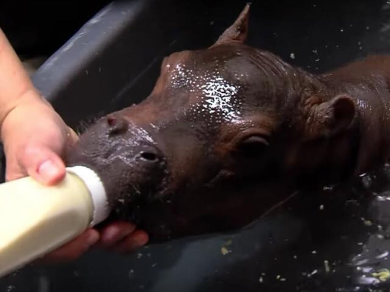 Fiona the hippo