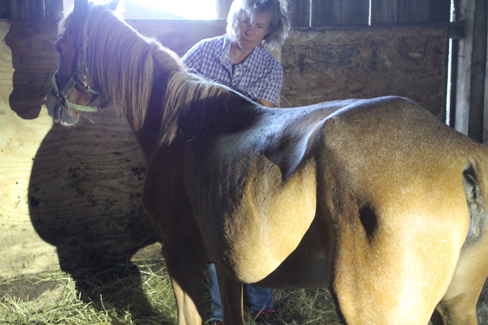 Humane agents seized 43 farm animals in July 2022 found malnourished and living in deplorable conditions on a Germantown property. CONTRIBUTED