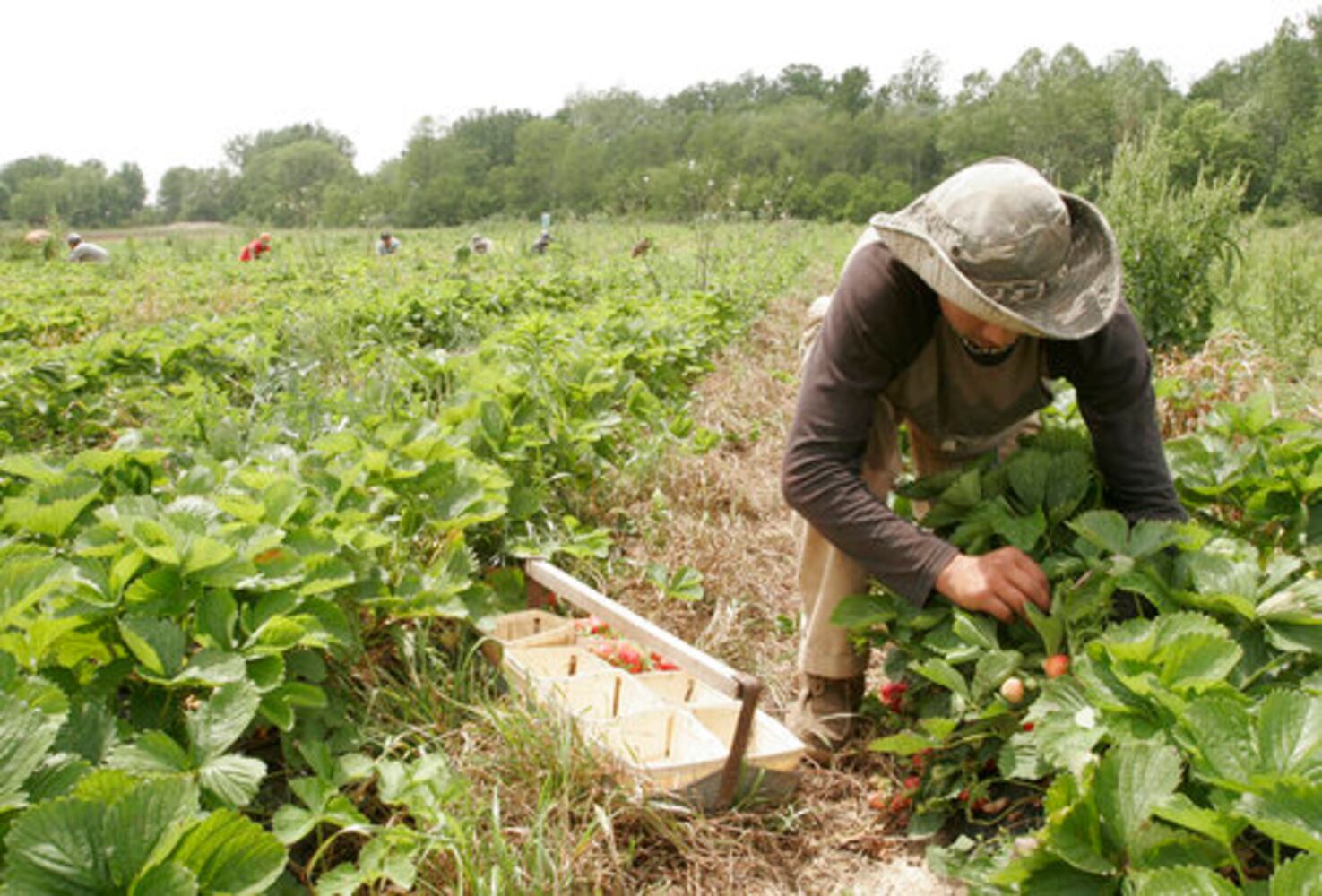 Fulton Farms strawberry fields