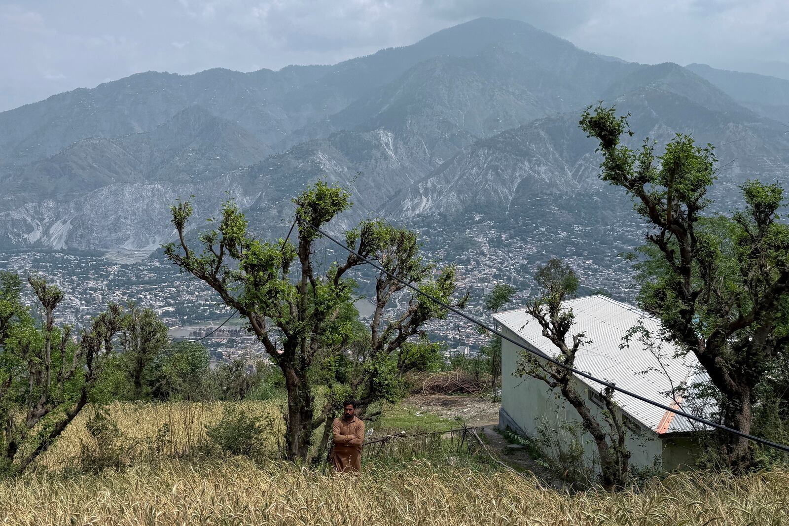 A villager walks through a wheat field during a government's organized trip for media to Bella Noor Shah, a mountainous village near Muzaffarabad, the capital of Pakistan administered Kashmir, Monday, May 5, 2025. (AP Photo/Muhammad Yousuf, Pool)