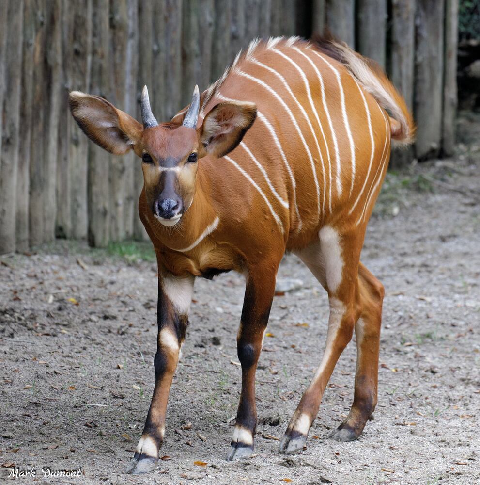 PHOTOS: Those adorable faces! Celebrating Cincinnati Zoo babies
