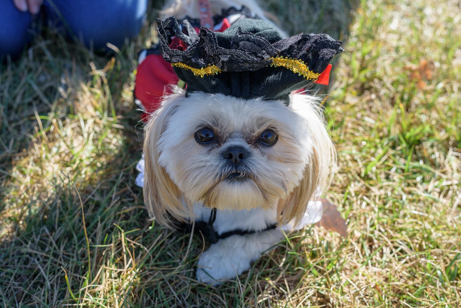 PHOTOS: Did we spot you and your dog at Wag-O-Ween at the Kettering Recreation Center?