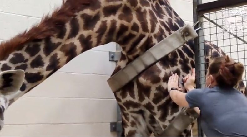 Vet techs at the Cincinnati Zoo & Botanical Garden have vaccinated 80 animals against COVID-19, including giraffes. Photo courtesy the Cincinnati Zoo & Botanical Garden