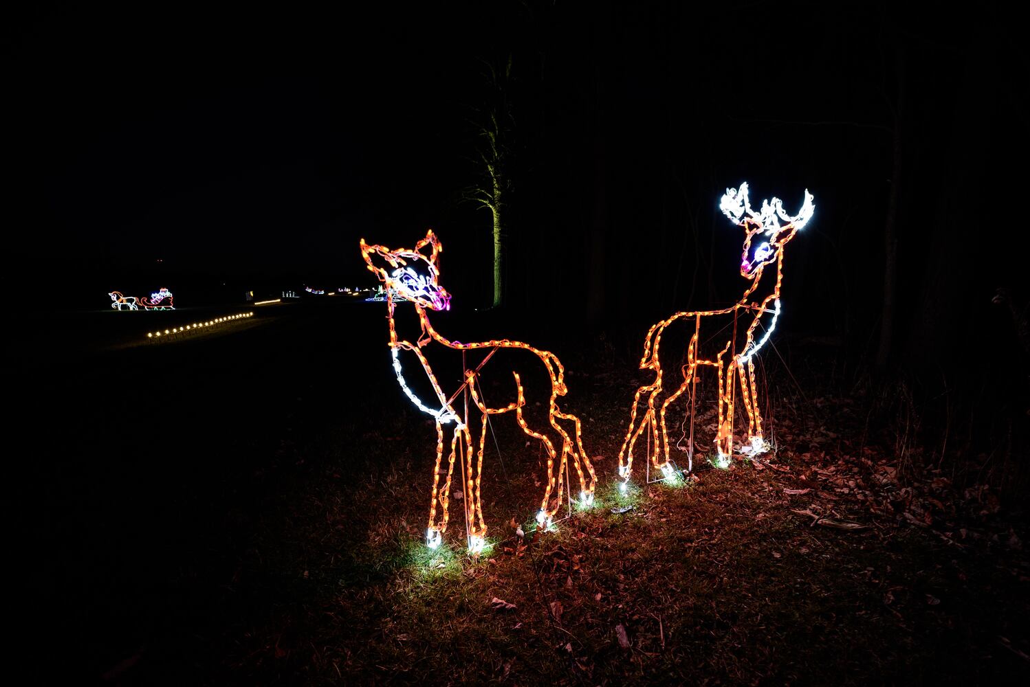 PHOTOS: Holiday Lights dazzle at Lost Creek Reserve in Troy