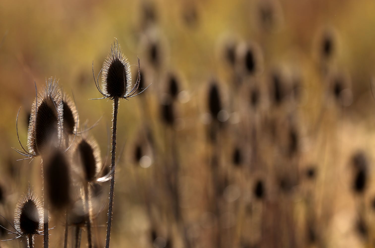 PHOTOS: New hiking trails at Germantown MetroPark explore a landscape of beauty