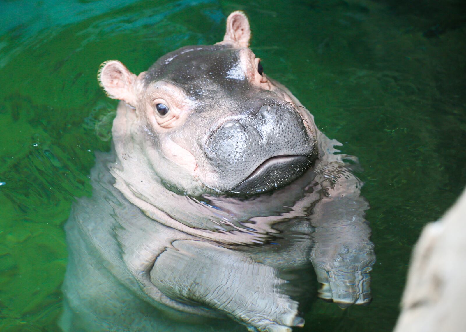 The Cincinnati Zoo and Botanical Garden has decided its popular baby hippo is ready for her close-up. Fiona is making her news media debut Wednesday evening with cameras rolling as she navigates the 9-foot-deep Hippo Cove pool. The zoo emphasizes she isnât ready for public display yet, but the media-only event is a step toward that. GREG LYNCH / STAFF
