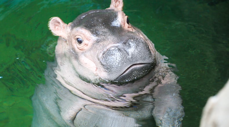 The Cincinnati Zoo and Botanical Garden has decided its popular baby hippo is ready for her close-up. Fiona is making her news media debut Wednesday evening with cameras rolling as she navigates the 9-foot-deep Hippo Cove pool. The zoo emphasizes she isnât ready for public display yet, but the media-only event is a step toward that. GREG LYNCH / STAFF