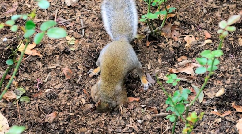 Tree squirrels can excavate small holes all over a yard to hide seeds and nuts or when searching for them. Ground squirrels also create burrows. SNOWMANRADIO/WIKIMEDIA COMMONS