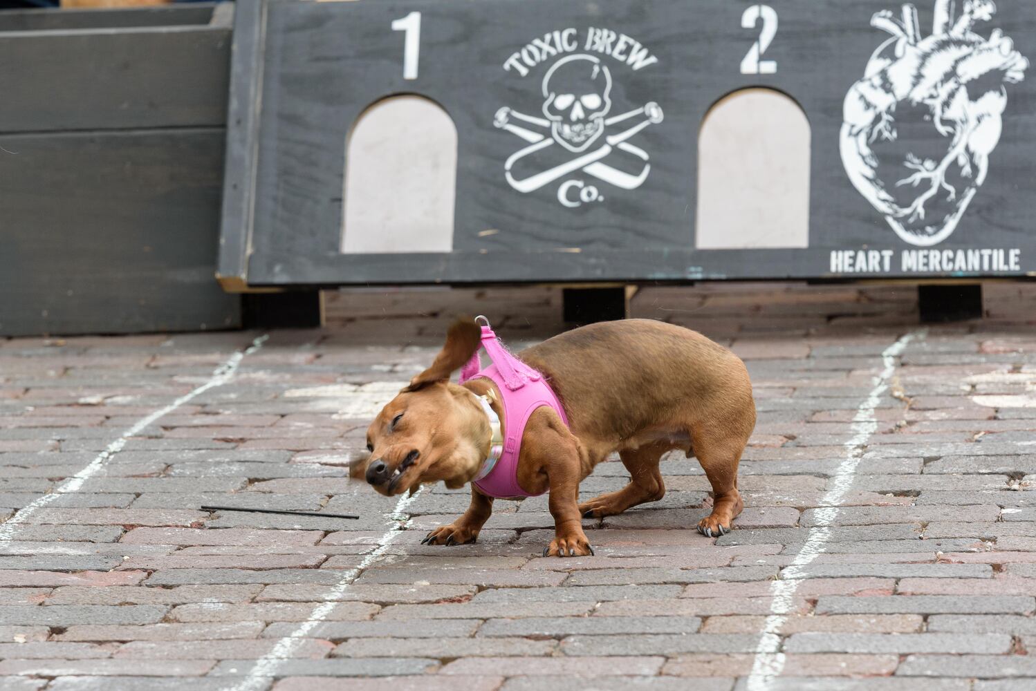 PHOTOS: Did we spot you at the Derby Day Wiener Dog Race in The Oregon District?
