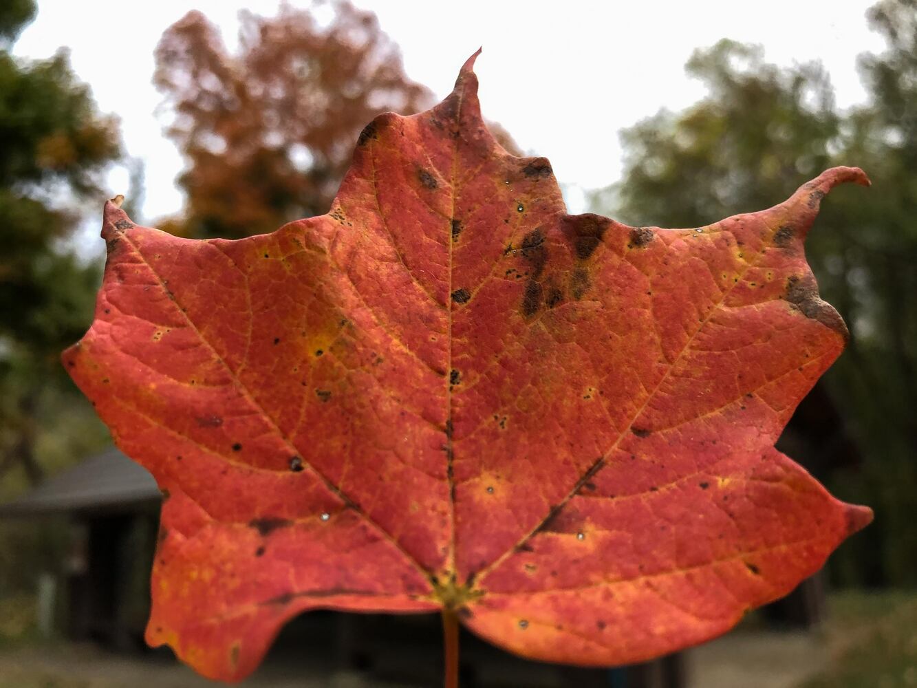 Huffman MetroPark in the fall