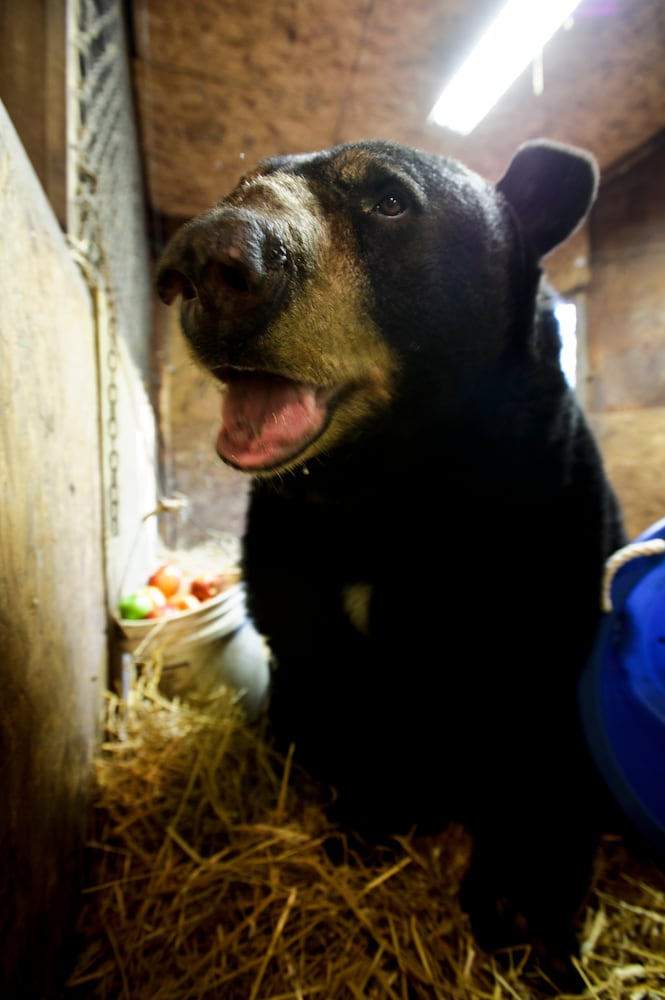Buddy the bear