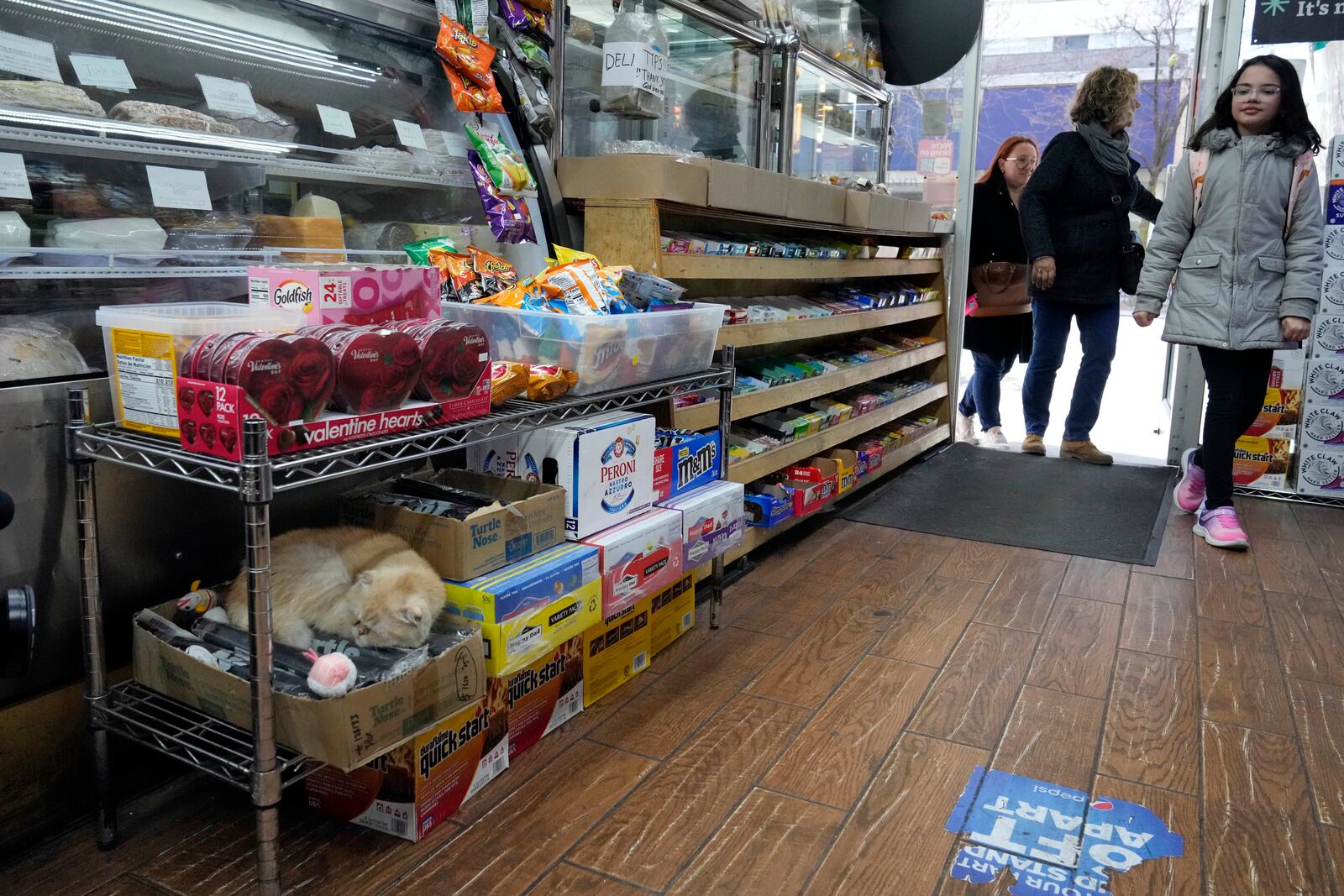 Bodega cat Mia Garfield, lower left, naps on a box of umbrellas at Fresh Food Farm, Thursday, March 13, 2025, in New York. (AP Photo/Richard Drew)
